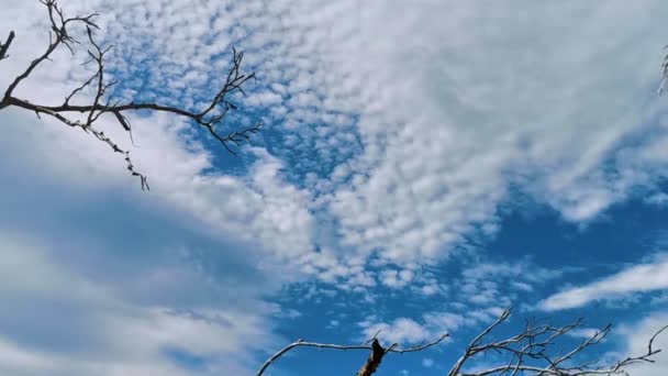 Céu Azul Com Belas Nuvens Formações Nuvens Dia Ensolarado Tulum — Vídeo de Stock