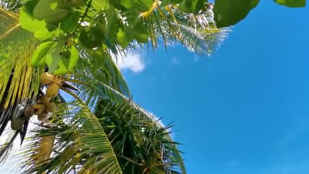 Tropical Natural Mexican Palm Tree Coconuts Blue Sky Background Tulum — Vídeo de Stock