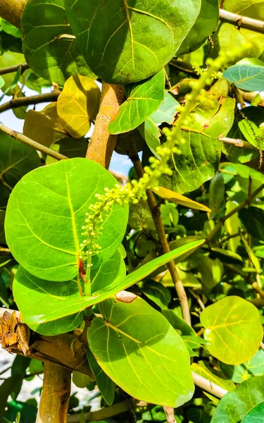 Sea Grape Plant Tree Leaves Grapes Seeds Zicatela Puerto Escondido — Stock Photo, Image