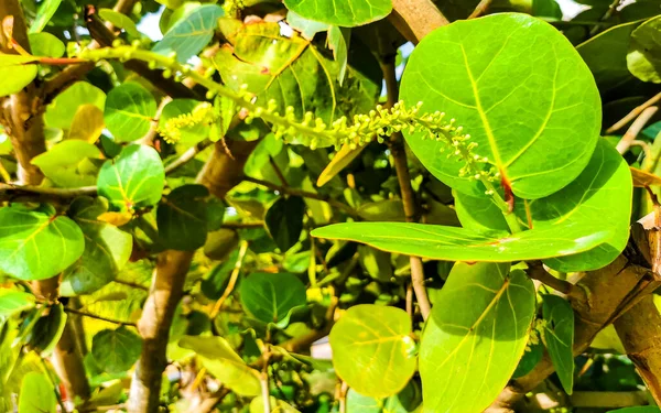 Pflanzbaum Mit Blättern Trauben Und Samen Zicatela Puerto Escondido Oaxaca — Stockfoto