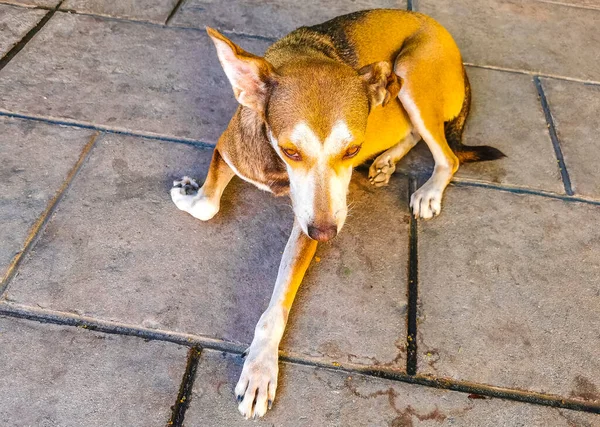 Stray Dog Pet Sleeps Relaxes Street Puerto Escondido Oaxaca Mexico — Stock Photo, Image