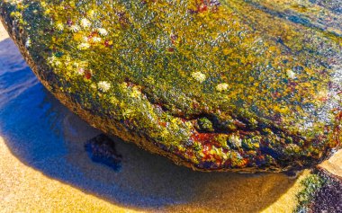 Plaj kumsalı turkuvaz mavi su kayaları kaya kayaları palmiye ağaçları büyük sörfçü dalgaları ve plaj manzarası Playa Manzanillo ve Puerto Angelito Puerto Escondido Oaxaca Meksika.