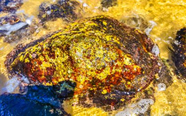 Plaj kumsalı turkuvaz mavi su kayaları kaya kayaları palmiye ağaçları büyük sörfçü dalgaları ve plaj manzarası Playa Manzanillo ve Puerto Angelito Puerto Escondido Oaxaca Meksika.