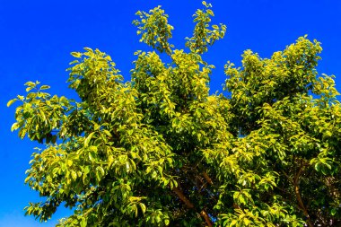 Playa del Carmen Quintana Roo Meksika 'da mavi gökyüzü ile büyük güzel Ficus maxima incir ağacı yaprakları.