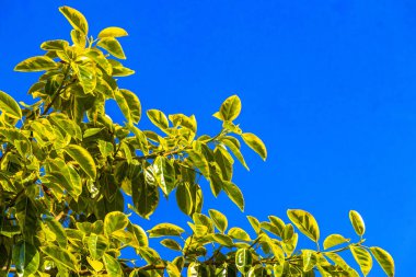 Playa del Carmen Quintana Roo Meksika 'da mavi gökyüzü ile büyük güzel Ficus maxima incir ağacı yaprakları.