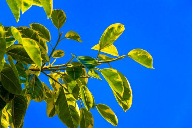 Playa del Carmen Quintana Roo Meksika 'da mavi gökyüzü ile büyük güzel Ficus maxima incir ağacı yaprakları.