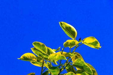 Playa del Carmen Quintana Roo Meksika 'da mavi gökyüzü ile büyük güzel Ficus maxima incir ağacı yaprakları.