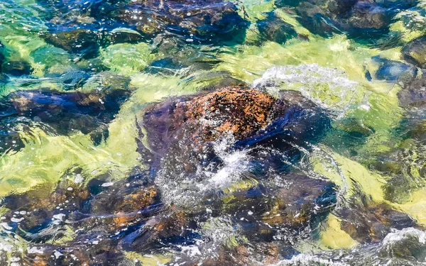 Playa Arena Turquesa Azul Agua Rocas Acantilados Rocas Palmeras Enormes — Foto de Stock