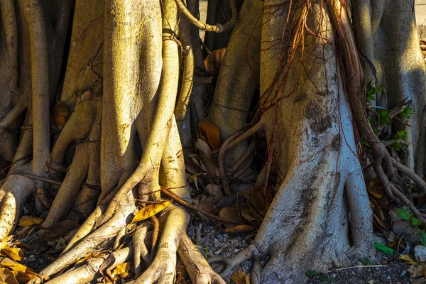Enorme Bela Ficus Maxima Árvore Figueira Playa Del Carmen Quintana — Fotografia de Stock
