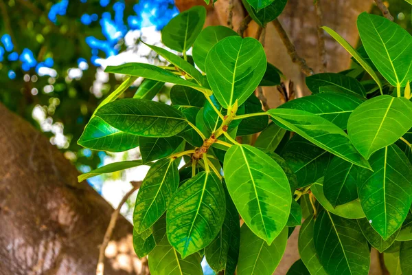 Ogromne Piękne Ficus Maxima Figowe Drzewo Playa Del Carmen Quintana — Zdjęcie stockowe