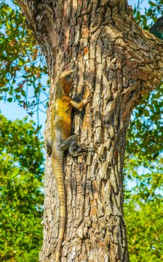 Bir Karayip iguana kertenkelesi Lacerta Viridis yarı yeşil yarı kahverengi kertenkele Playa del Carmen Quintana Roo Meksika 'da ağaç gövdesinde asılı ve tırmanıyor..