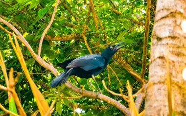 Büyük kuyruklu Grackle kuşu Tulum Quintana Roo Mexico 'daki tropikal doğada bitki ağacında oturur..