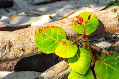 Playa del Carmen Quintana Roo 'da üzüm ve tohum içeren deniz üzüm ağacı..