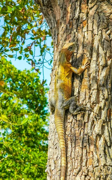 カリブ海のイグアナトカゲ ラチェルタ ヴィリディス緑の半分の茶色のトカゲがぶら下がり プラヤデルカーメン キンタナ メキシコの木の幹を登ります — ストック写真
