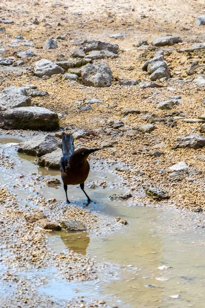Grackle Bird Busca Comida Suelo Naturaleza Tropical Playa Del Carmen — Foto de Stock