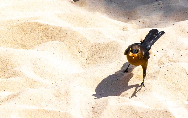 Great Tailed Grackle Bird Procura Comida Chão Natureza Tropical Playa — Fotografia de Stock