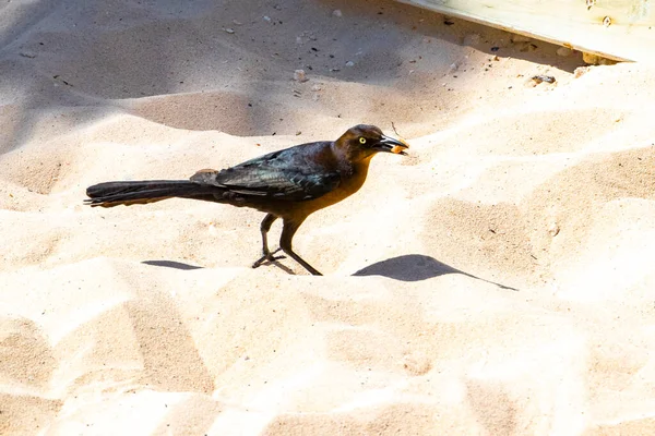 Большой Хвост Grackle Bird Ищет Пищу Полу Тропической Природе Playa — стоковое фото