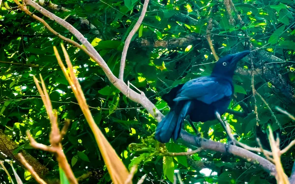 Pássaro Grackle Cauda Grande Senta Árvore Plantas Natureza Tropical Tulum — Fotografia de Stock