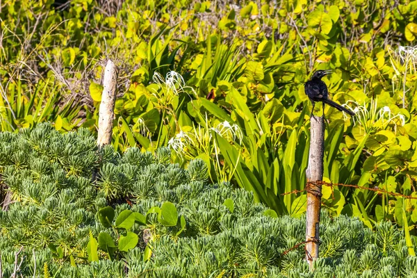 Grackle Vogel Zit Hek Plant Boom Tropische Natuur Playa Del — Stockfoto