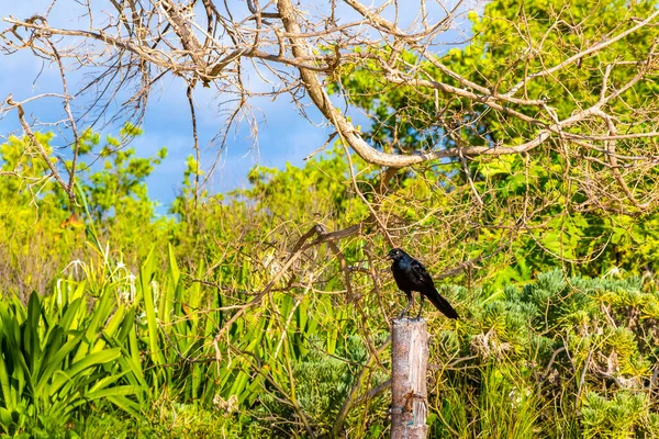 Grackle Vogel Zit Hek Plant Boom Tropische Natuur Playa Del — Stockfoto