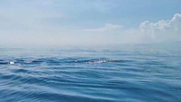 Enorme Mooie Walvishaai Zwemt Het Wateroppervlak Boottocht Met Duik Snorkel — Stockvideo