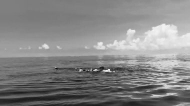 Cancun Quintana Roo Mexico 'da büyük, güzel balina köpekbalığı su yüzeyinde dalış ve şnorkelle yüzer..