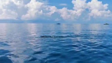 Cancun Quintana Roo Mexico 'da büyük, güzel balina köpekbalığı su yüzeyinde dalış ve şnorkelle yüzer..