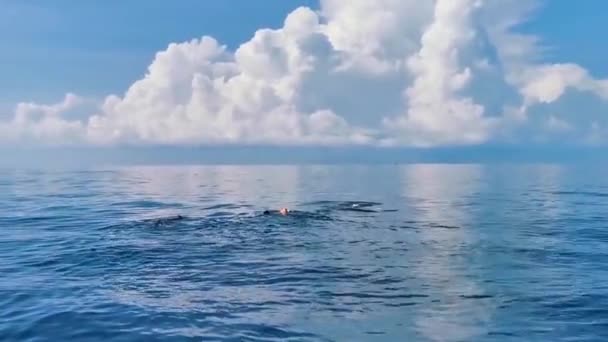 Ogromne Piękne Rekiny Wielorybów Pływa Powierzchni Wody Wycieczkę Łodzią Nurkowaniem — Wideo stockowe