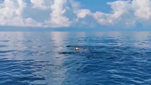 Cancun Quintana Roo México Junho 2022 Enorme Tubarão Baleia Nada — Vídeo de Stock