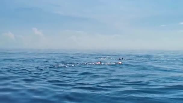 Ogromne Piękne Rekiny Wielorybów Pływa Powierzchni Wody Wycieczkę Łodzią Nurkowaniem — Wideo stockowe