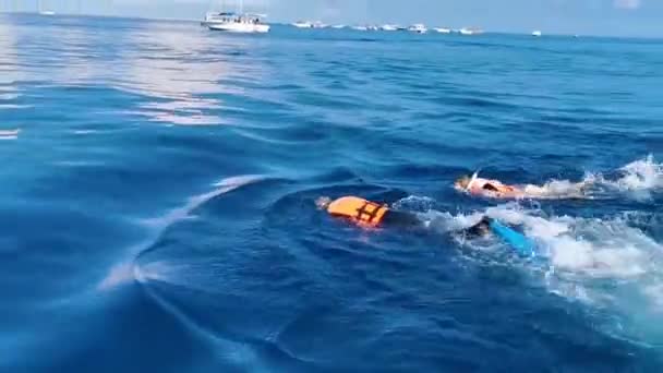 Κανκούν Κιντάνα Ρου Μεξικό Ιούνιος 2022 Τεράστια Όμορφη Φάλαινα Καρχαρία — Αρχείο Βίντεο