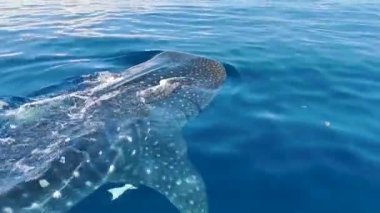 Cancun Quintana Roo Mexico 'da büyük, güzel balina köpekbalığı su yüzeyinde dalış ve şnorkelle yüzer..