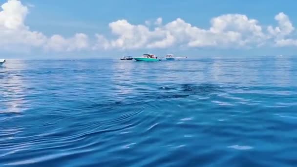 Cancun Quintana Roo Mexico Juni 2022 Enorme Mooie Walvishaai Zwemt — Stockvideo