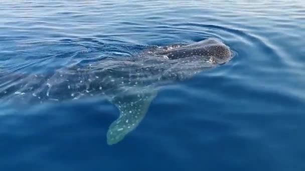 Cancun Quintana Roo Mexico June 2022 Huge Beautiful Whale Shark — Stock Video