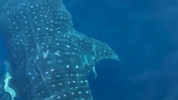Τεράστια Όμορφη Φάλαινα Καρχαρία Κολυμπά Στην Επιφάνεια Του Νερού Στην — Αρχείο Βίντεο