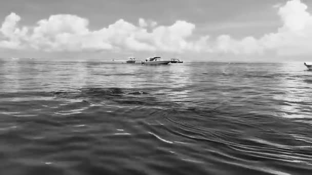 Cancun Quintana Roo Mexico Giugno 2022 Enorme Bellissimo Squalo Balena — Video Stock