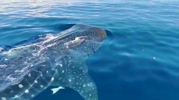 Enorme Tubarão Baleia Nada Superfície Água Passeio Barco Com Mergulho — Vídeo de Stock