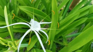 Hymenocallis Caribaea Karayipler 'de eşi benzeri olmayan beyaz çiçek, Tulum Quintana Roo Mexico' da mavi yeşil arka planda..