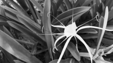 Hymenocallis Caribaea Karayipler 'de eşi benzeri olmayan beyaz çiçek, Tulum Quintana Roo Mexico' da mavi yeşil arka planda..