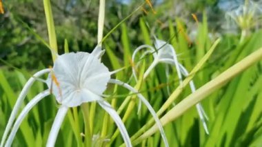 Hymenocallis Caribaea Karayipler 'de eşi benzeri olmayan beyaz çiçek, Tulum Quintana Roo Mexico' da mavi yeşil arka planda..
