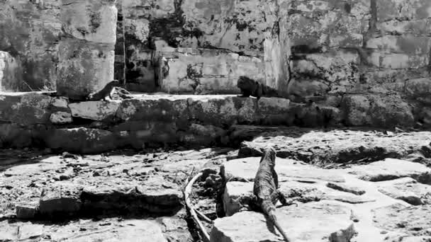 古代トゥルム遺跡の岩の上に巨大なイグアナヤモリ寺院遺跡ピラミッドと熱帯自然ジャングルの森のヤシとトゥルムメキシコの海のパノラマビューの遺物とマヤ遺跡 — ストック動画
