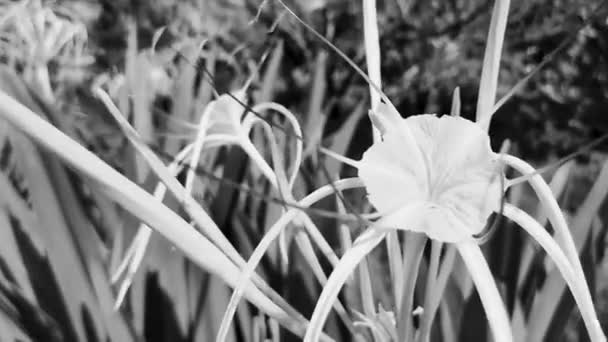 Hymenocallis Caribaea Caribbean Αράχνη Κρίνο Μοναδικό Στυλ Λευκό Λουλούδι Μπλε — Αρχείο Βίντεο