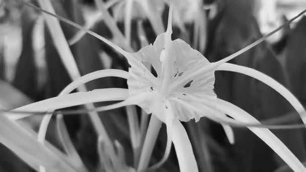 Hymenocallis Caribaea Caribbean Spider Lily Унікальний Стиль Білої Квітки Синьому — стокове відео