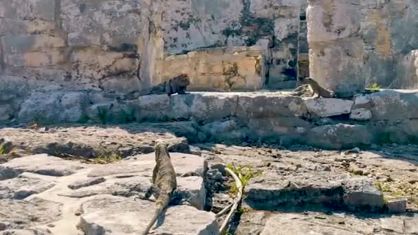 Huge Iguana Gecko Animal Rocks Ancient Tulum Ruins Mayan Site — Vídeo de stock