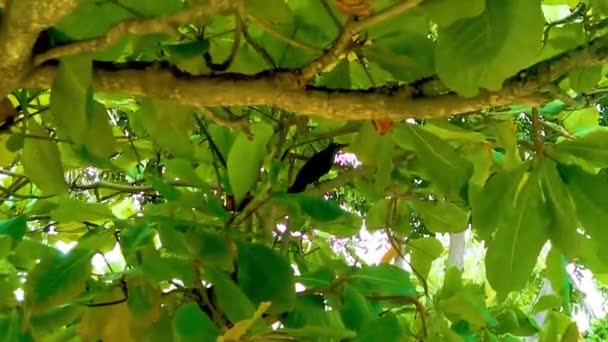 Große Schwanz Grackle Vogel Sitzt Auf Pflanzbaum Der Tropischen Natur — Stockvideo