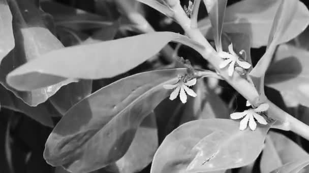 Flores Plantas Flores Brancas Amarelas Plantam Floresta Tropical Jardim Selva — Vídeo de Stock
