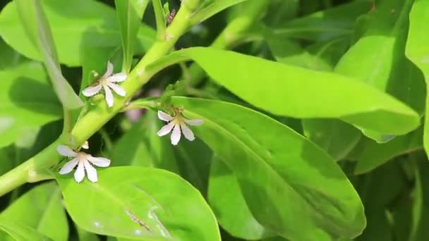 Vita Och Gula Blommor Och Växter Växt Tropisk Trädgård Djungel — Stockvideo