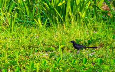 Büyük kuyruklu Grackle kuşu Playa del Carmen Quintana Roo Meksika 'nın tropikal doğasında yerde yiyecek arıyor..