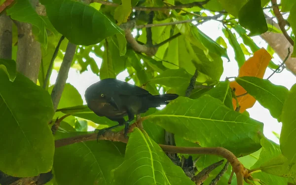 Pájaro Grackle Cola Grande Sienta Árbol Plantas Naturaleza Tropical Zicatela — Foto de Stock