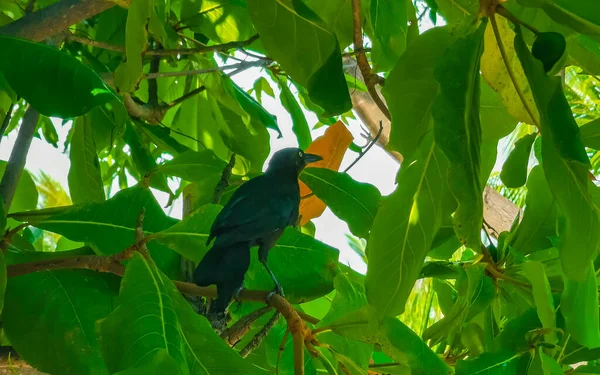 Большехвостая Птица Гракл Сидит Растительном Дереве Тропической Природе Сикателе Пуэрто — стоковое фото
